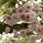 Header (1)