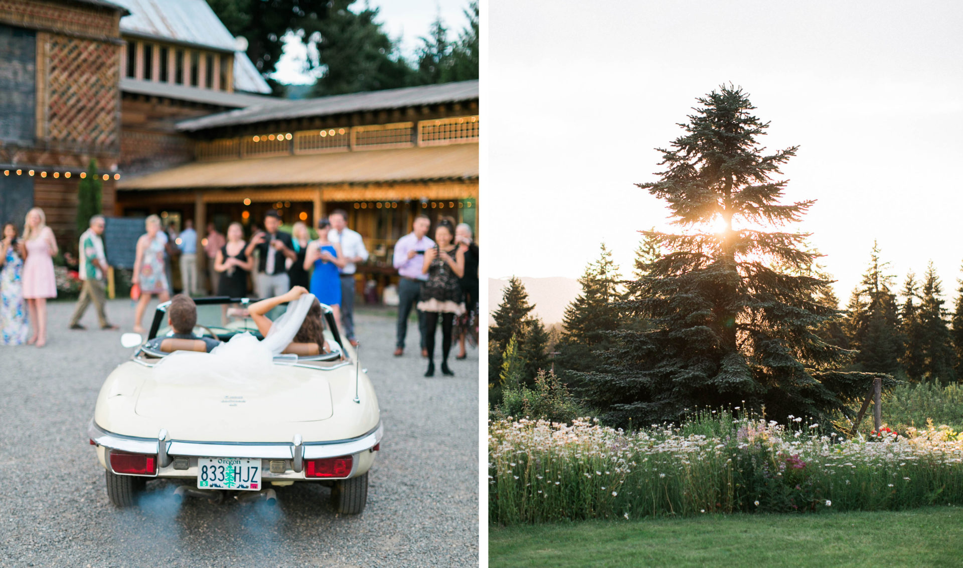 Bride and groom driving vintage car, trees at sunset at Mt. Hood Organic Farms